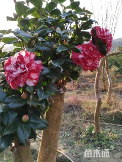 高度180厘米茶花