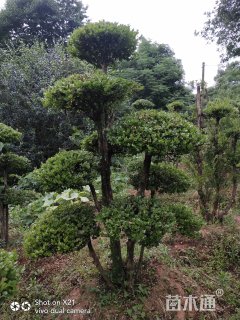 造型赤楠