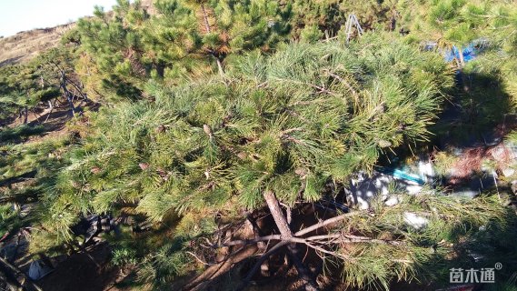 350厘米造型油松