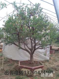 高度600厘米石榴