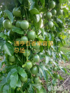 西番莲