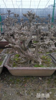 20公分造型对节白蜡