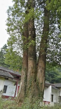 140公分多杆香樟