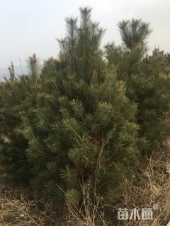 高度250厘米常绿灌木-->油松