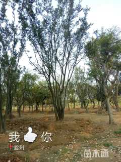 100公分多杆朴树