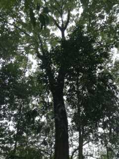 40公分朴树