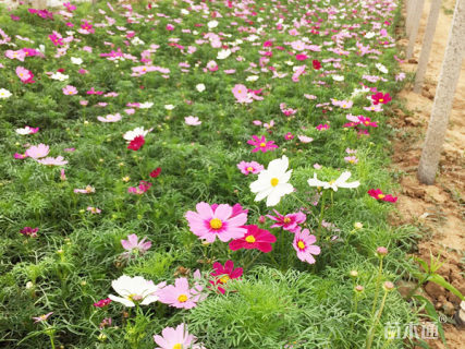 波斯菊