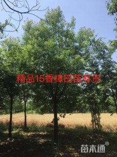 15公分香樟