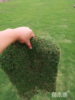 草卷状百慕大草