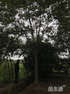20公分榉树