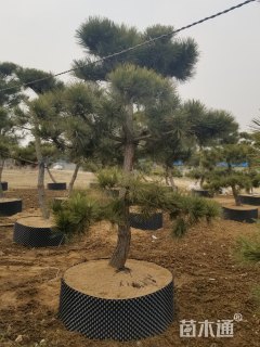 造型黑松