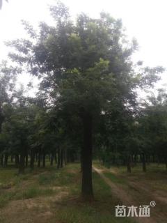 30公分国槐
