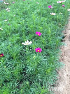 波斯菊
