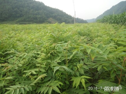 香椿