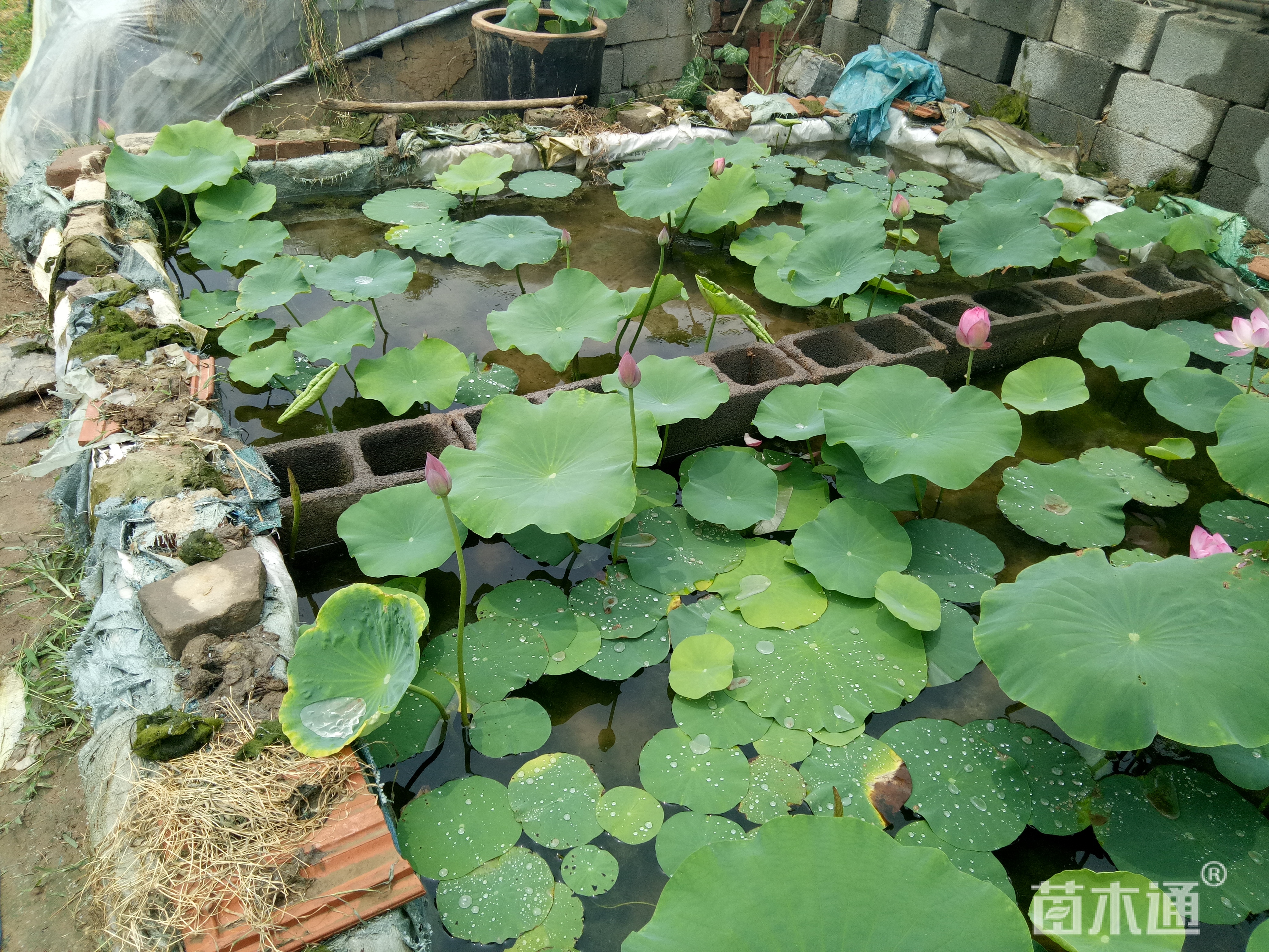 高度30厘米荷花