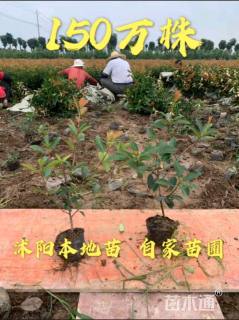 高度50厘米红叶石楠小苗