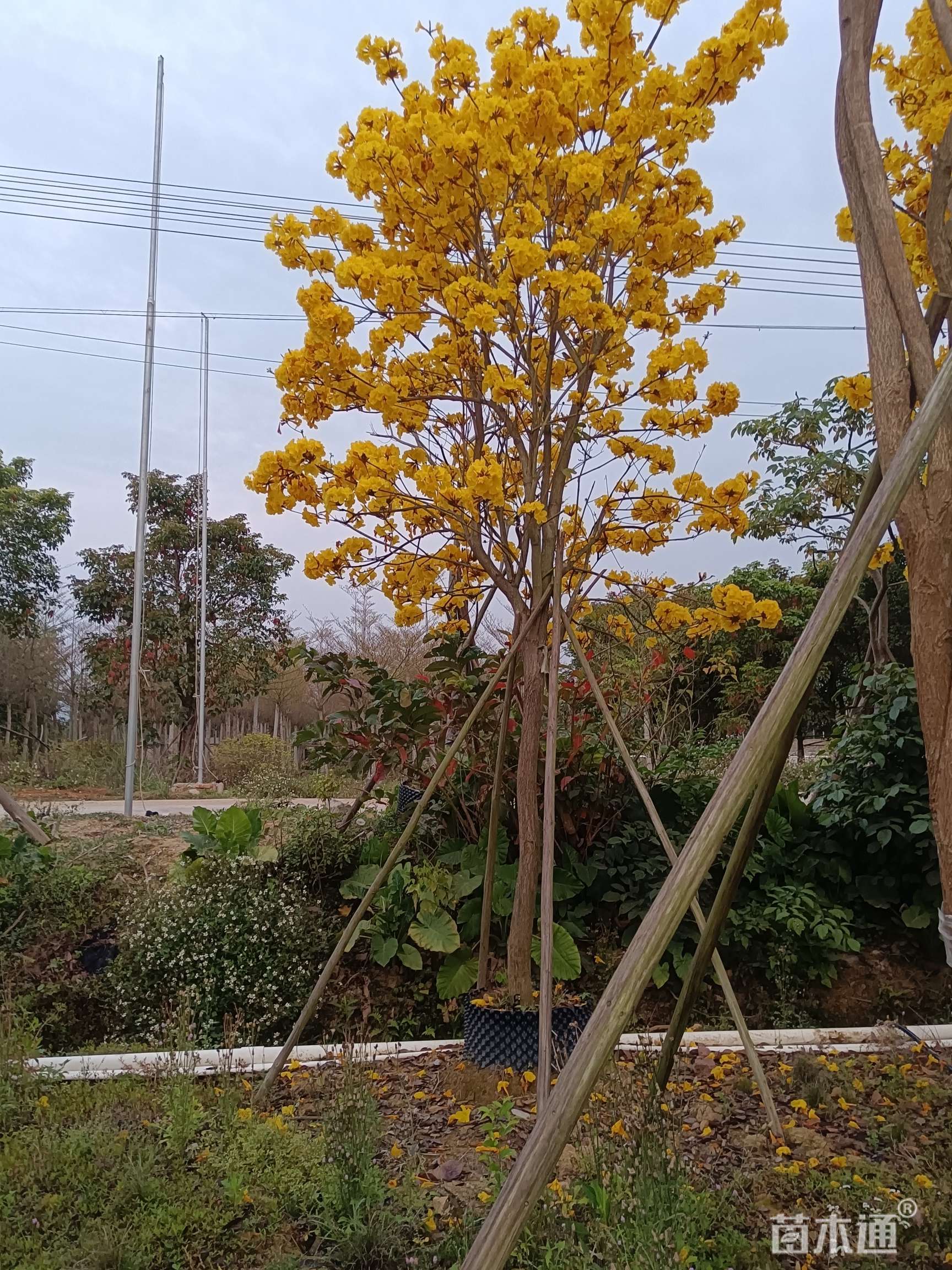 8公分黄花风铃木