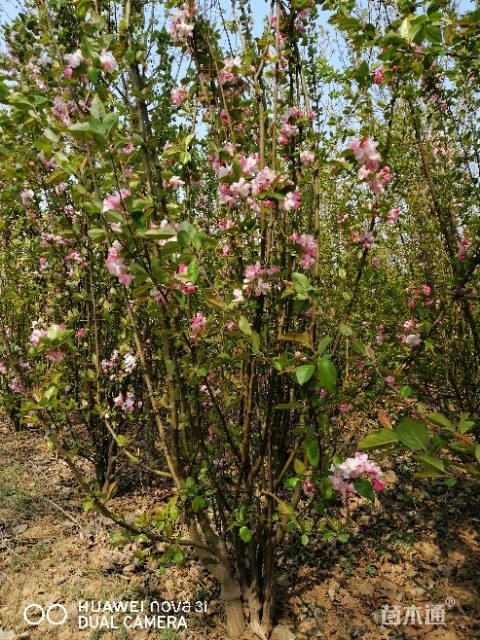 西府海棠