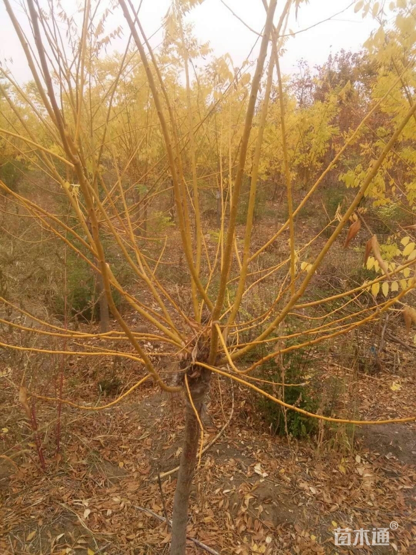 5公分矮杆金枝槐