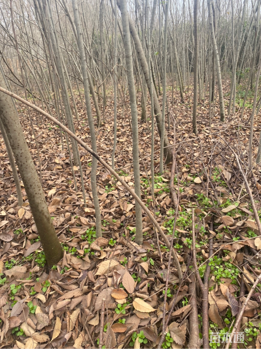 高度30厘米榉树小苗