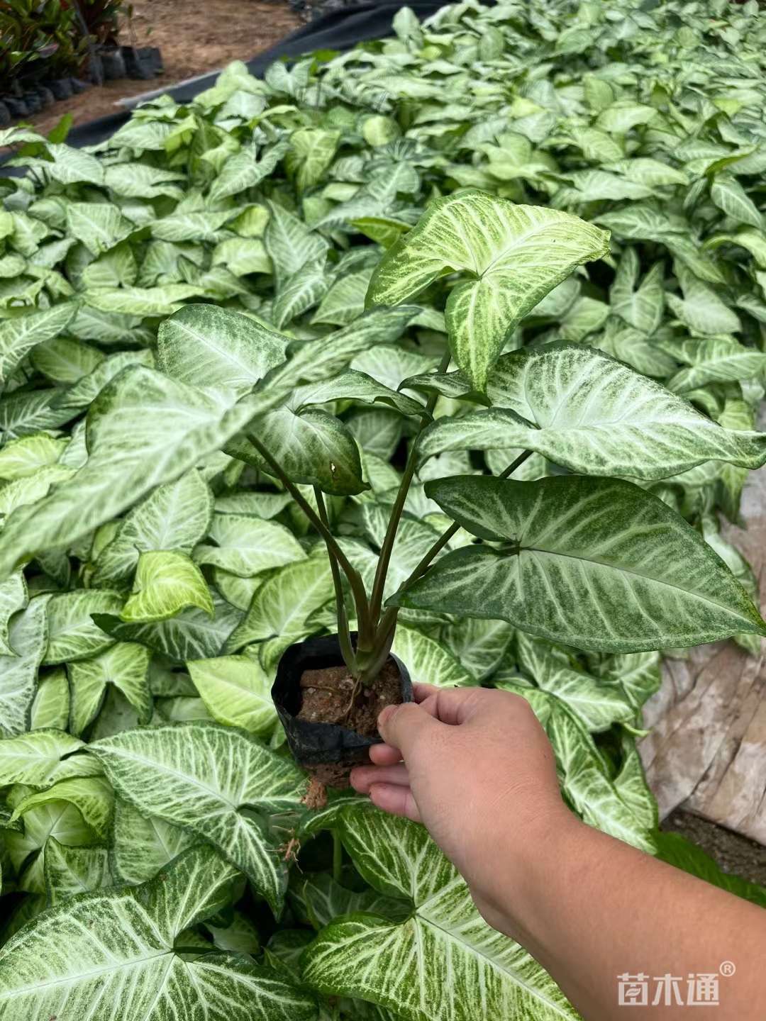 高度20厘米合果芋
