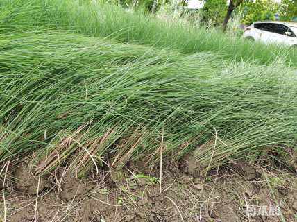 高度100厘米细叶芒