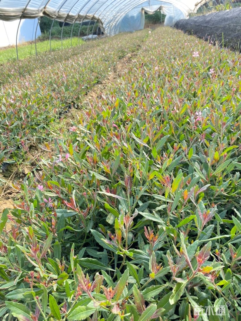 高度20厘米山桃草