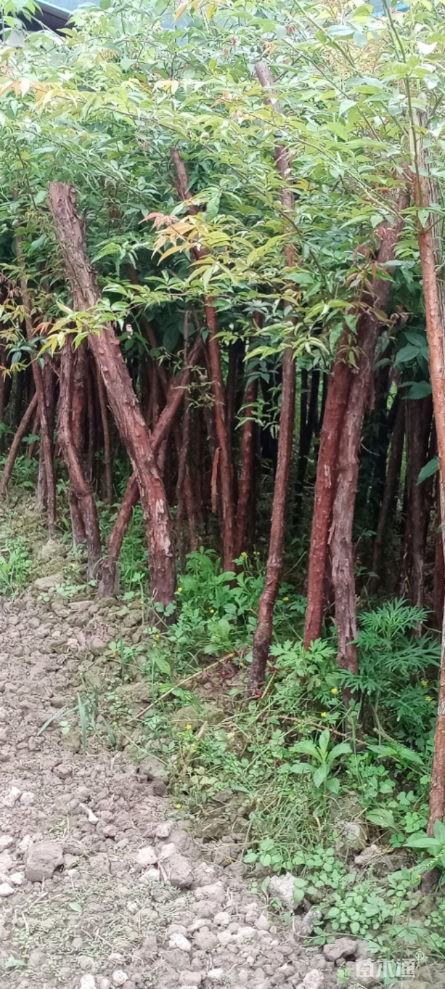 高度100厘米山木香