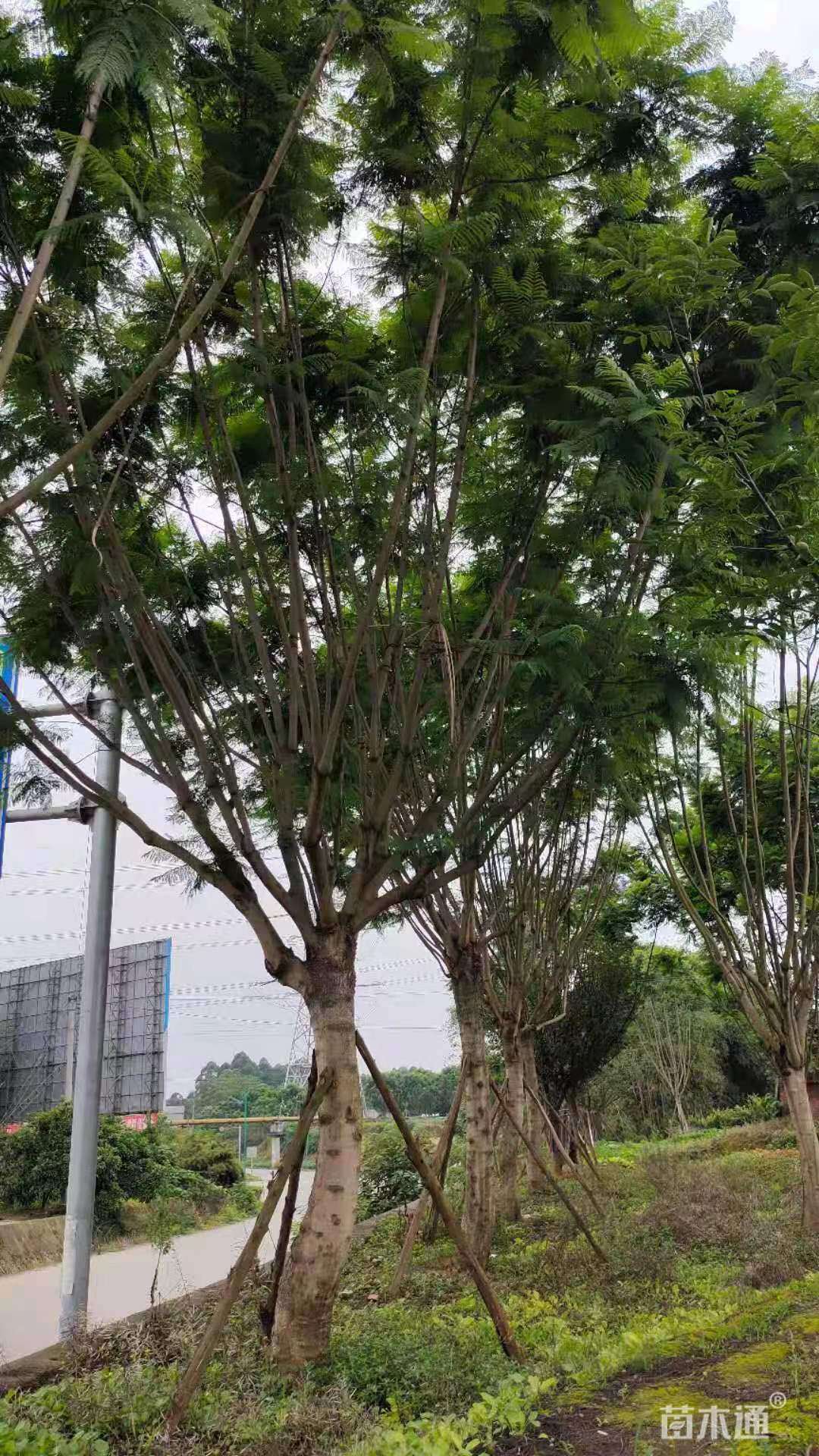 25公分蓝花楹