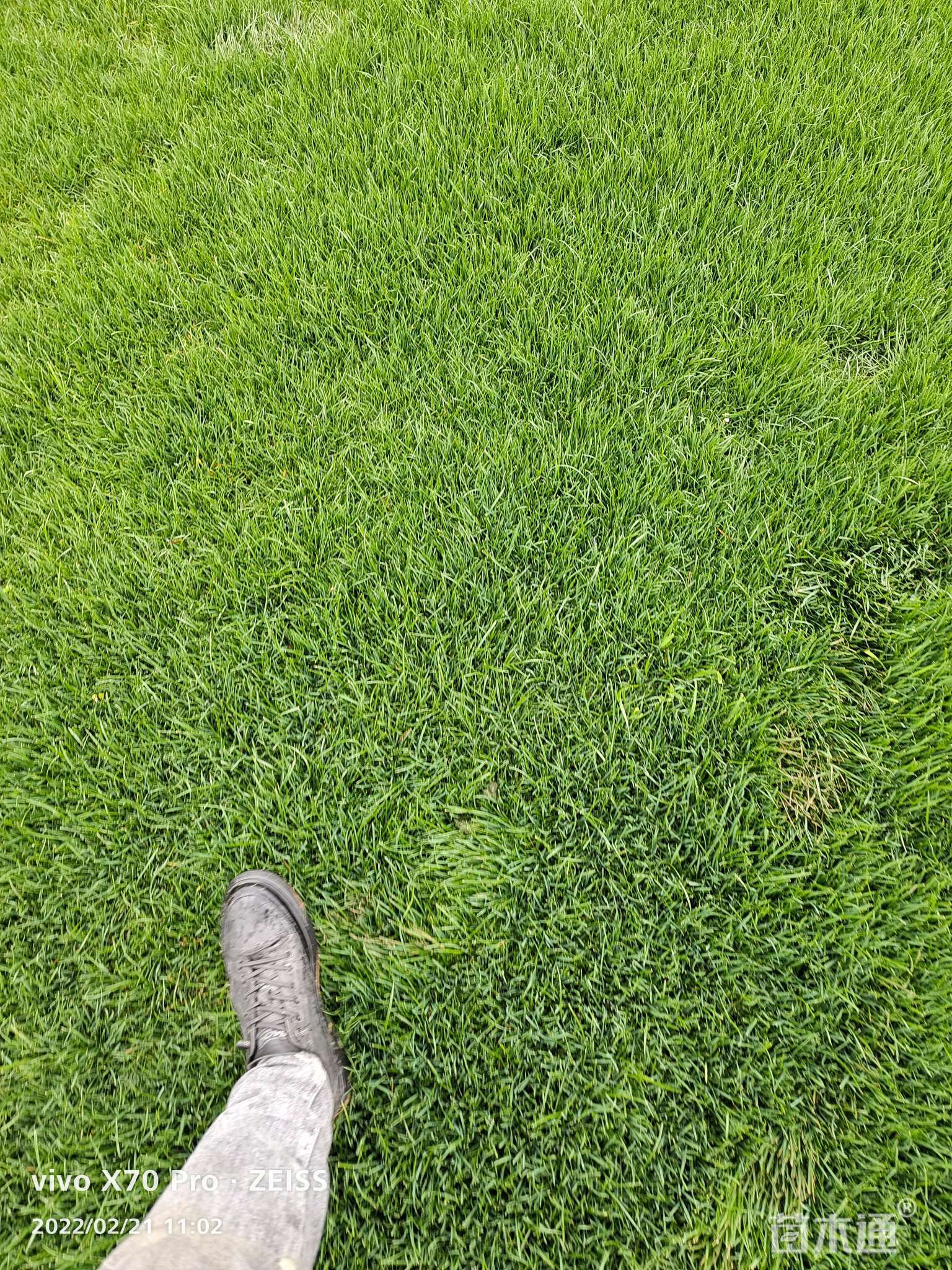 混播黑麦草