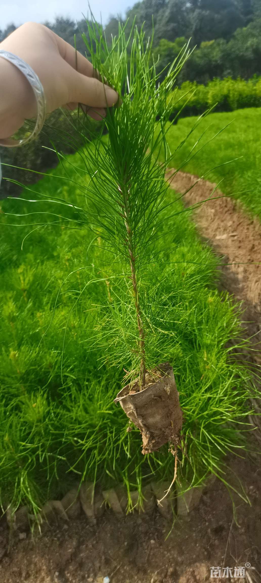 红豆杉,桂花,茶花,红枫,杨梅,青钱柳,罗汉松等大小苗供应 湿地松杯苗