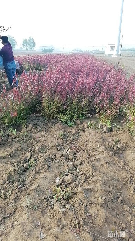高度60厘米密枝红叶李