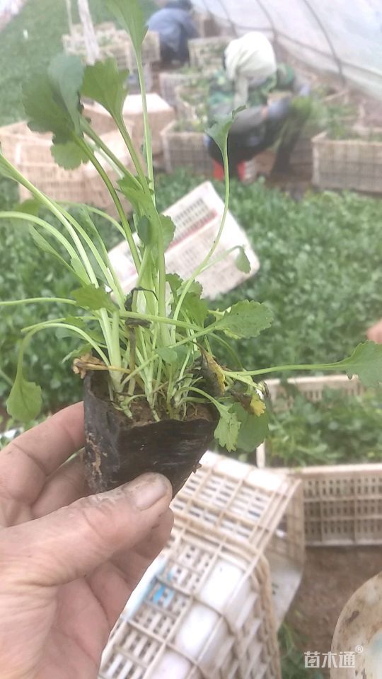 高度8厘米大滨菊