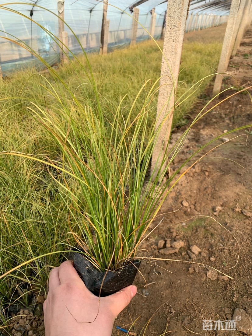 高度25厘米披针叶苔草