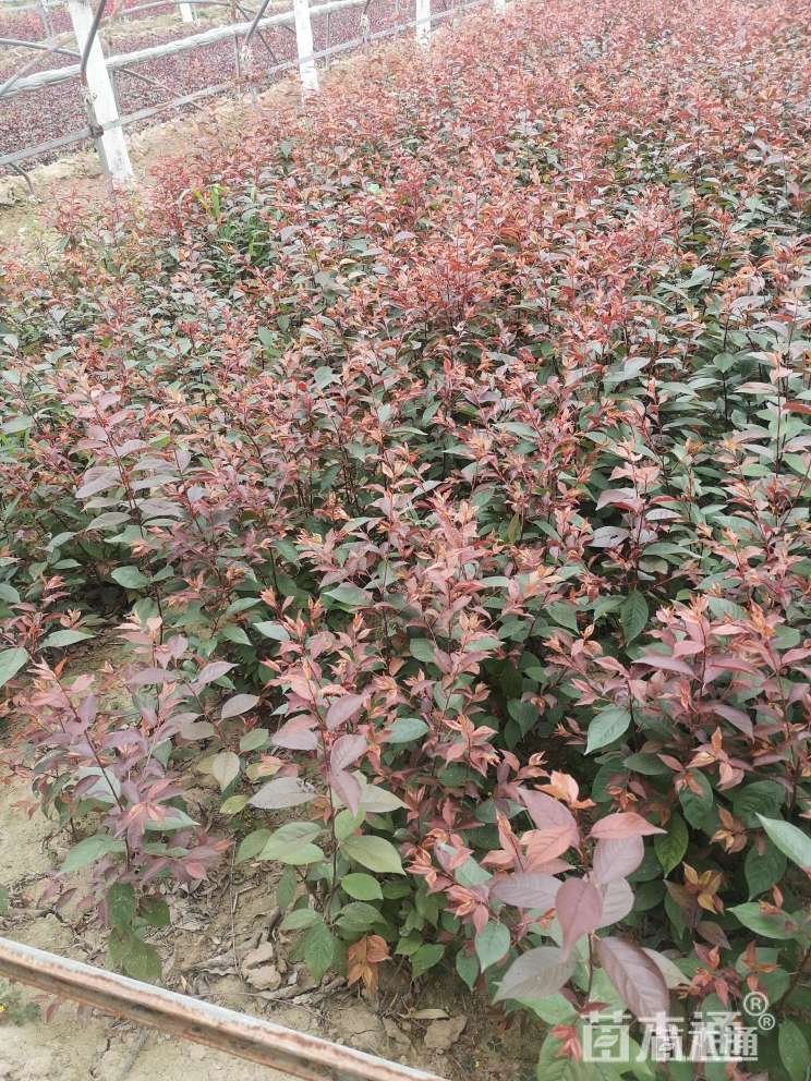 高度50厘米密枝红叶李