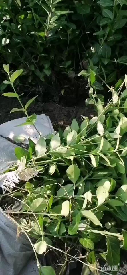 50厘米小叶扶芳藤