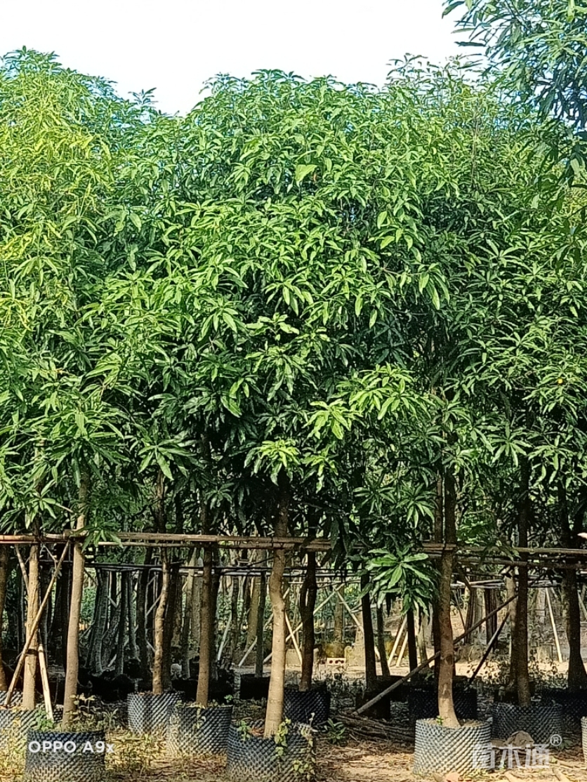 7公分扁桃