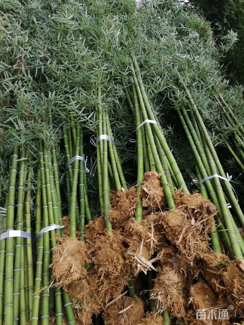 地栽苗雷竹