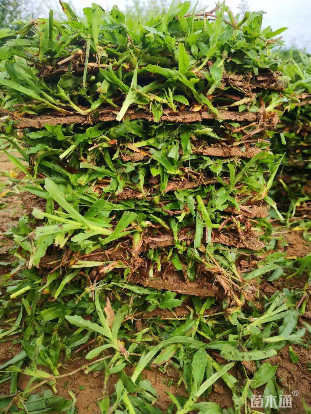其他描述:绿化草皮基地自产自销,大叶油台湾草马尼拉草块草卷