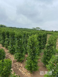 高度150厘米大叶黄杨柱