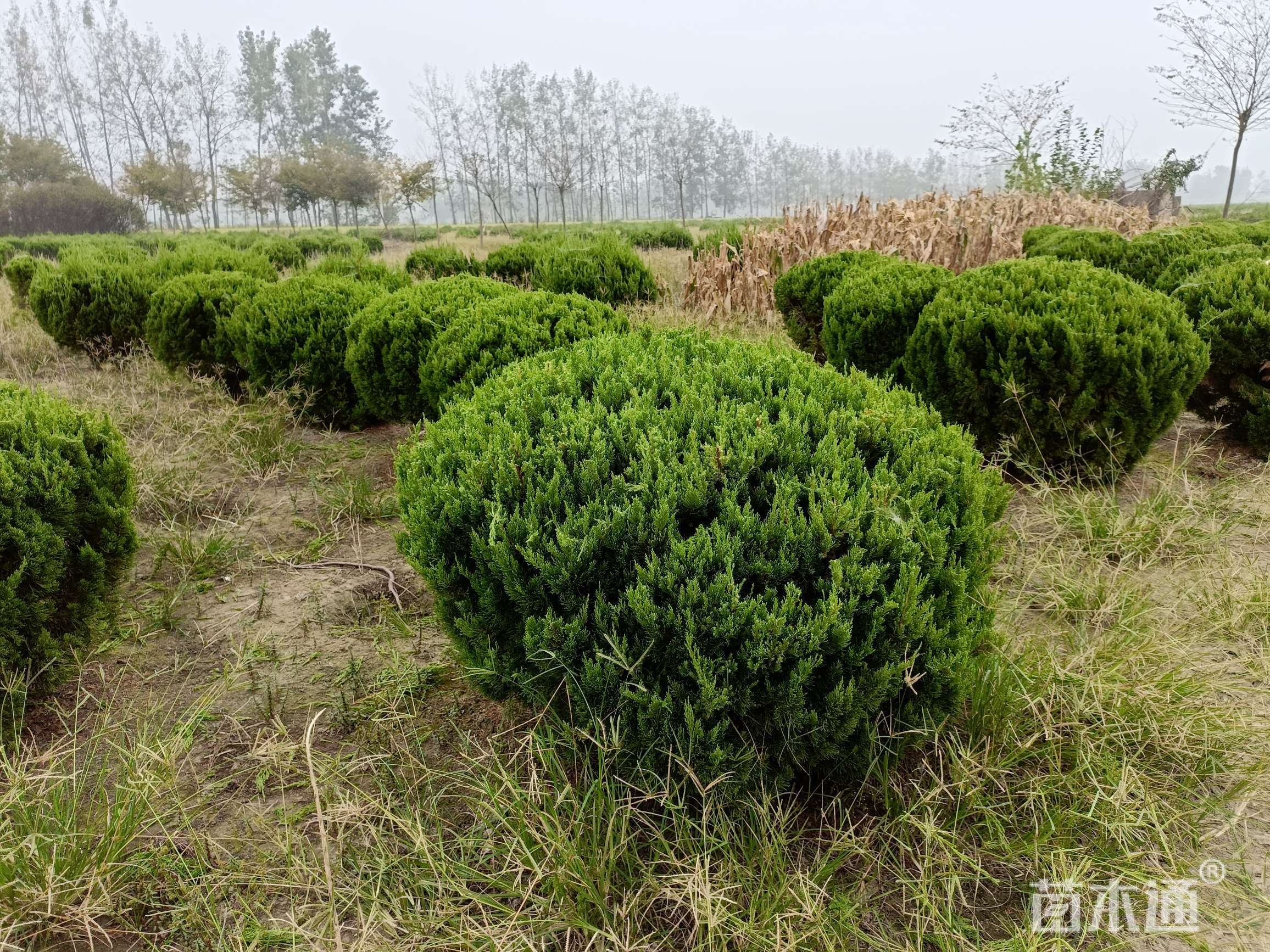 冠幅120厘米龙柏球