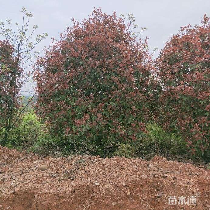 其他描述:丛生红叶石楠冠幅2.