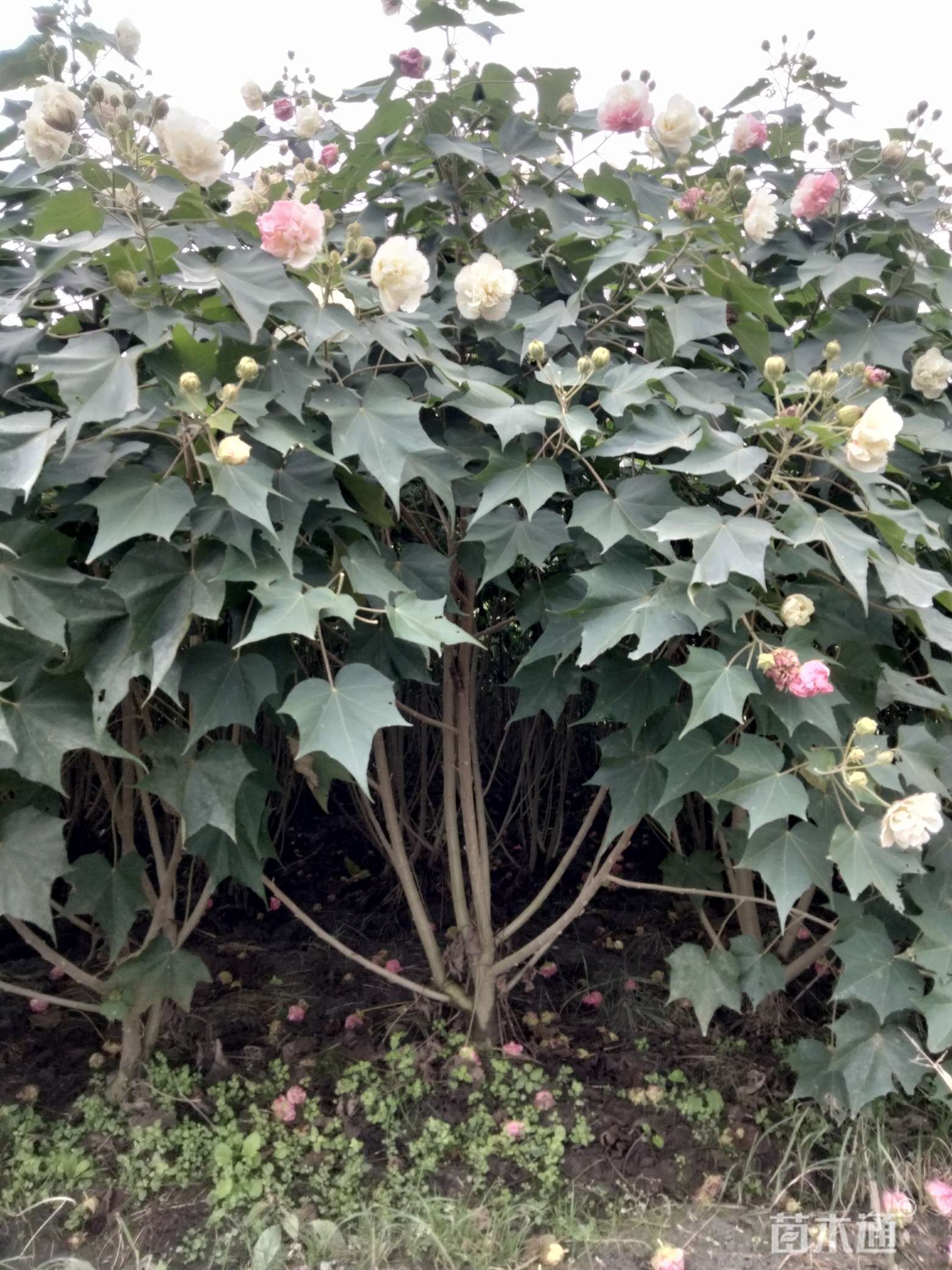 高度260厘米木芙蓉
