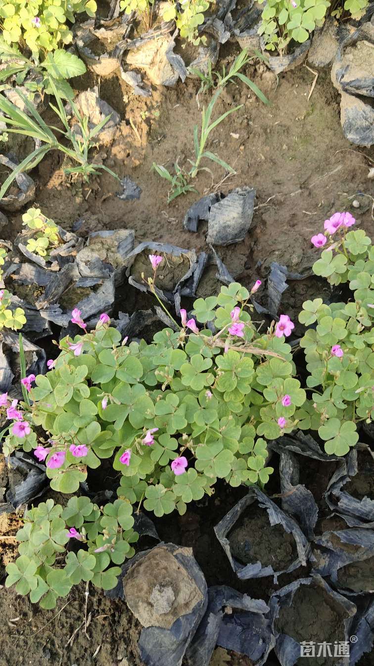 高度10厘米红花酢浆草