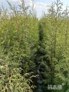 高度80厘米西藏柏木