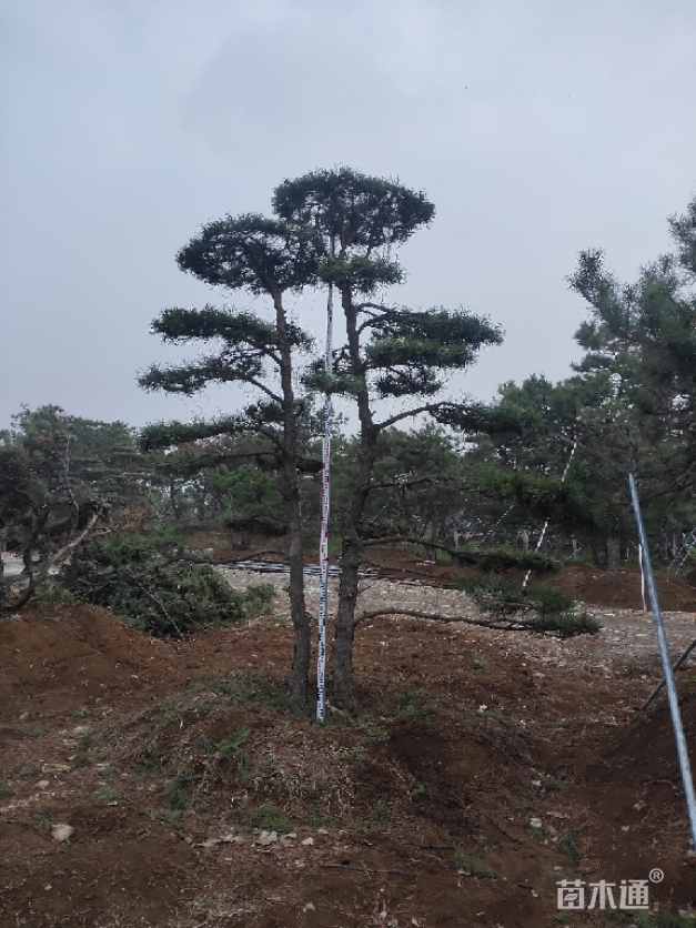 10公分造型黑松