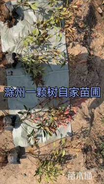 0.3公分红叶石楠