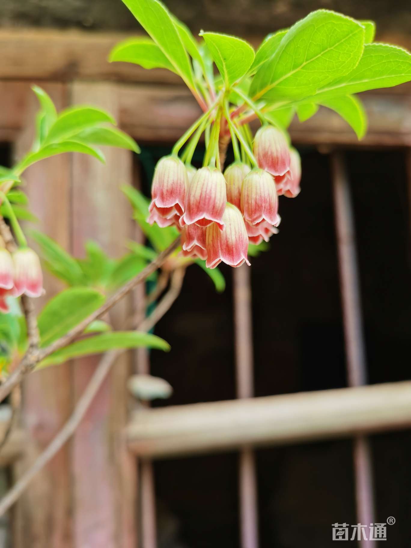 其他描述:日本吊钟花,喜水植物,半阴有散射阳光环境.有根土种.