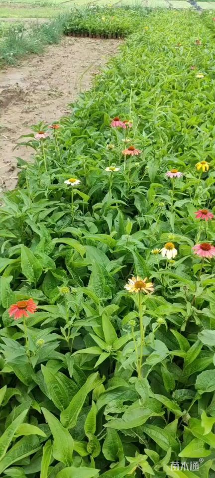 高度15厘米松果菊