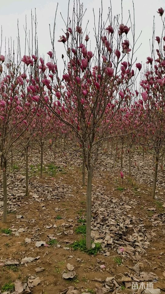 其他描述:紫玉兰,自产种植状态:移栽苗冠幅:200-200厘米高度:350-350